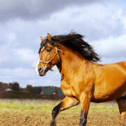 A horse cantering in a field