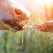 Horse eating from hand