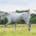 A grey horse walking in a field of grass