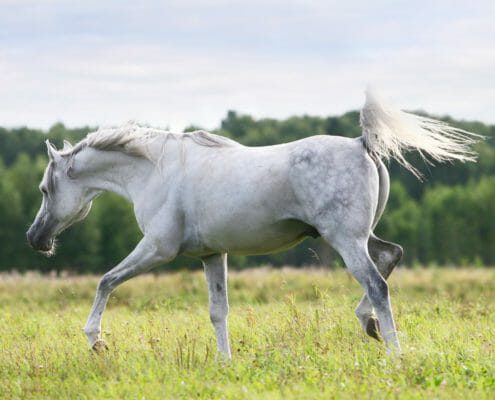 A grey horse walking in a field of grass