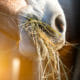 A close up photo of a horse eating hay