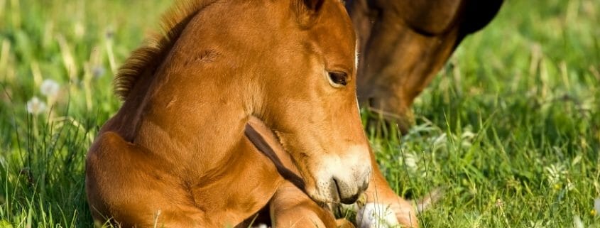 Horse Foul in Grass