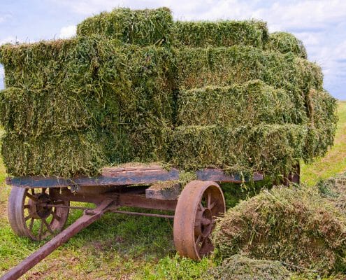 Alfalfa for horses on a wagon in a field