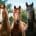 Three horses stand together looking at the camera