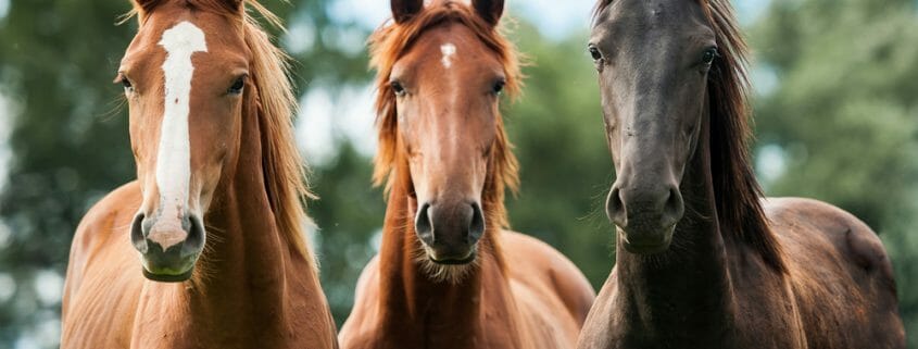 Three horses stand together looking at the camera