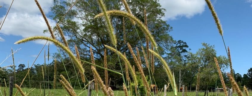 Close up photo of grass