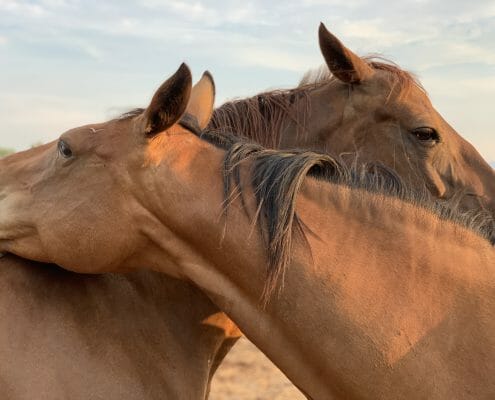 Two horses grooming each other affectionately