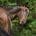 Dark bay horse looking back