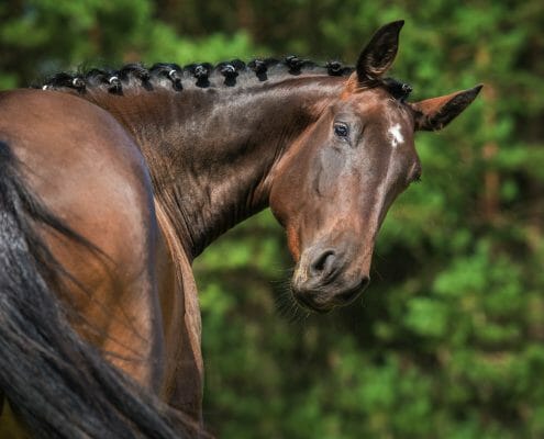 Dark bay horse looking back