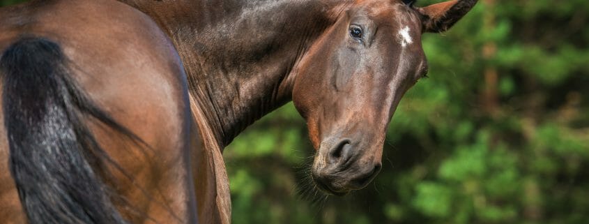 Dark bay horse looking back