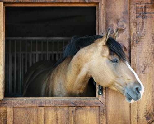 Horse looking out from his stable