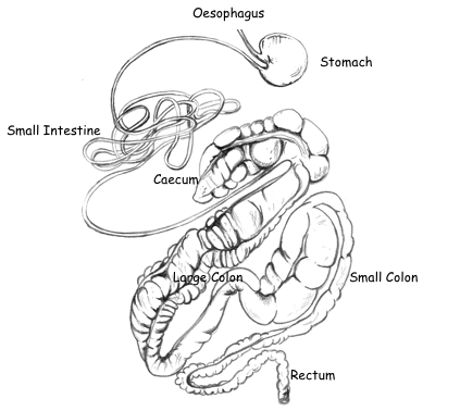 Horse GI Tract