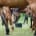 Horse feeding on the meadow