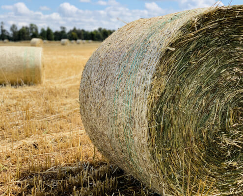 Photo of oaten hay, which could increase risk of dental problems in horses