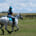 A horse with a healthy amount of b12, feeling its best