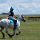 A horse with a healthy amount of b12, feeling its best