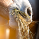 A horse eating hay