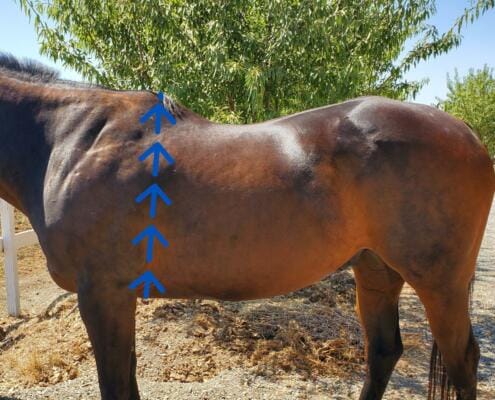 Diagram of where to measure a horse to determine bodyweight