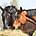 Forage vs. Fibre - what's the difference for your horse