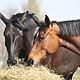 Forage vs. Fibre - what's the difference for your horse