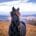 Black horse on brown pasture